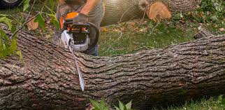 How Our Tree Care Process Works  in  Derby, KS